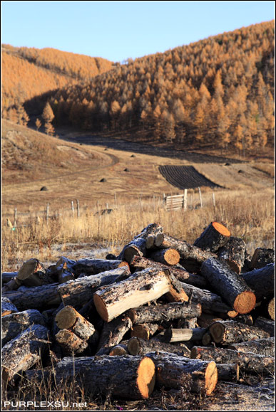 阿尔山牧民的木料堆