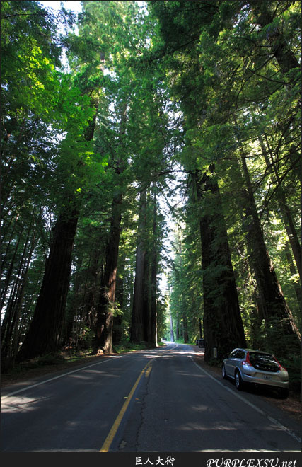 Humboldt Redwoods State Parks中的巨人大街（Avenue of the Giants）