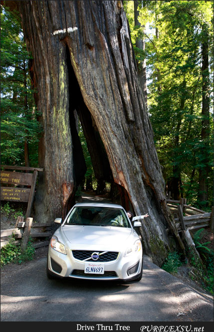 Humboldt Redwoods State Parks中的Drive Thru Tree