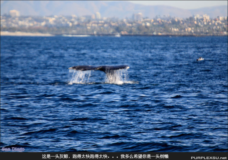 圣迭戈观鲸游（Whale Watch Tour）