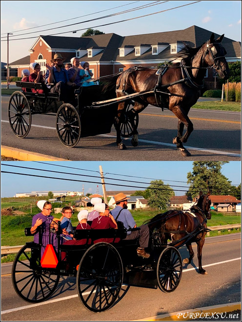 Amish人的马车