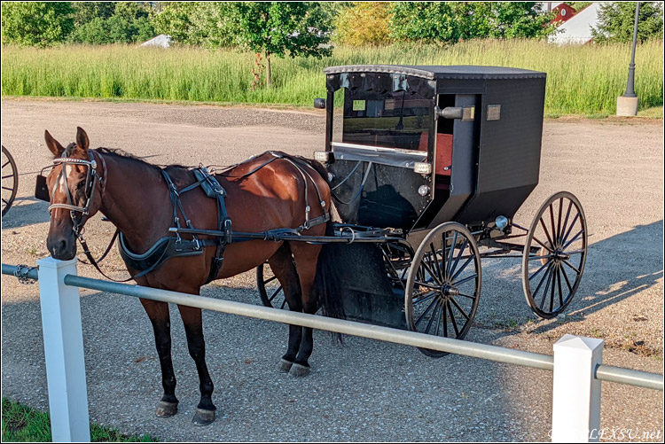 Amish人的马车