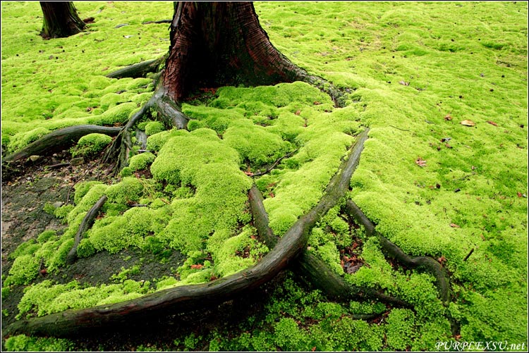 奈良唐昭提寺的鉴真墓前，茂密的苔藓覆盖了整个地面
