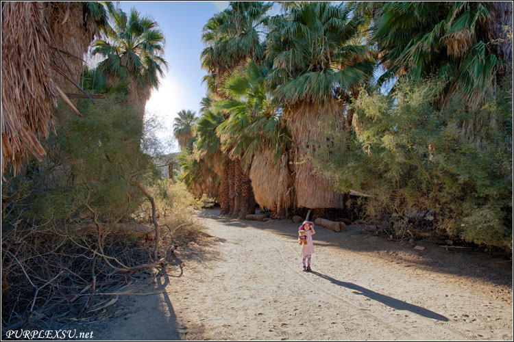 千棕榈绿洲保护区（Thousand Palms Oasis Preserve）